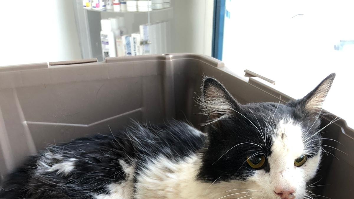 Fotografía del gato que murió intoxicado.
