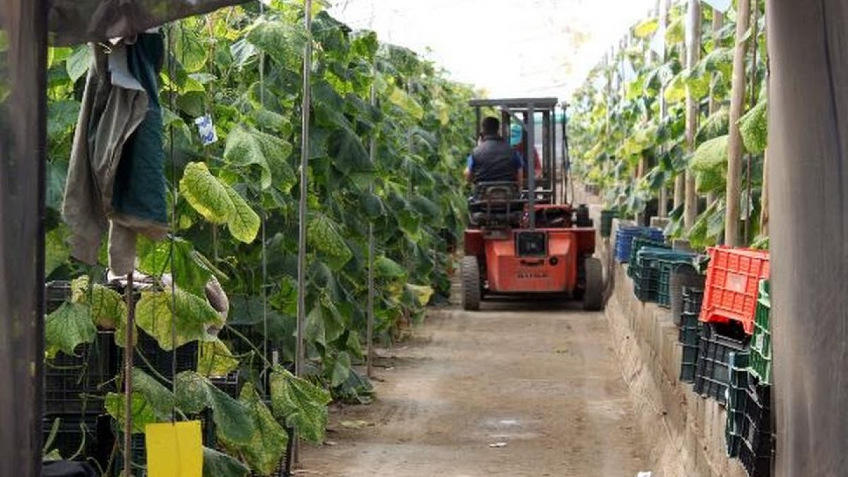 Las ayudas van dirigidas a agricultores, agrupaciones y comunidades de bienes titulares de explotaciones agrarias de Andalucía.