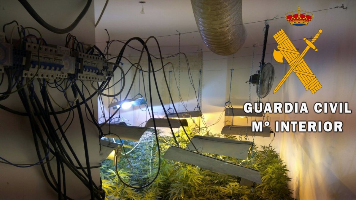 Plantación encontrada por la Guardia Civil en Roquetas.