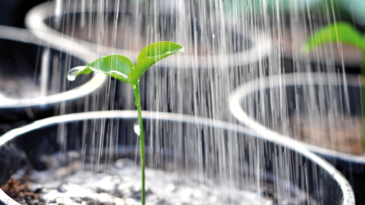 Esta semana se conmemora el Día del Medio Ambiente
