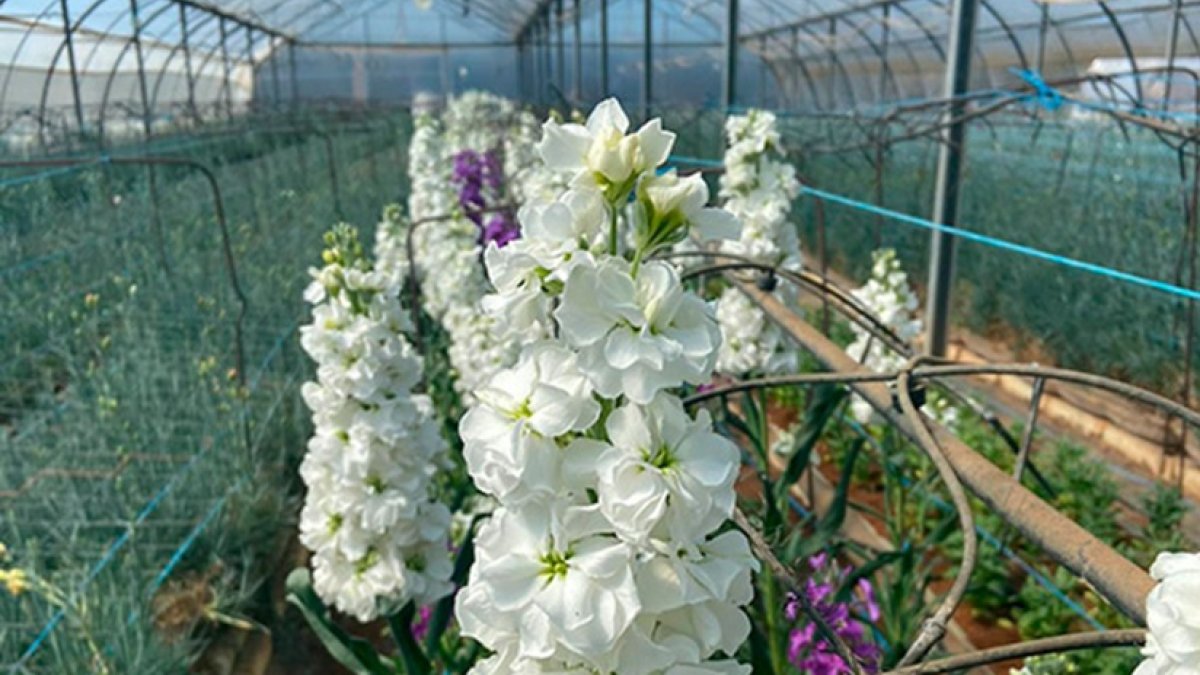 Los productores de flores están sufriendo las consecuencias del Covid-19