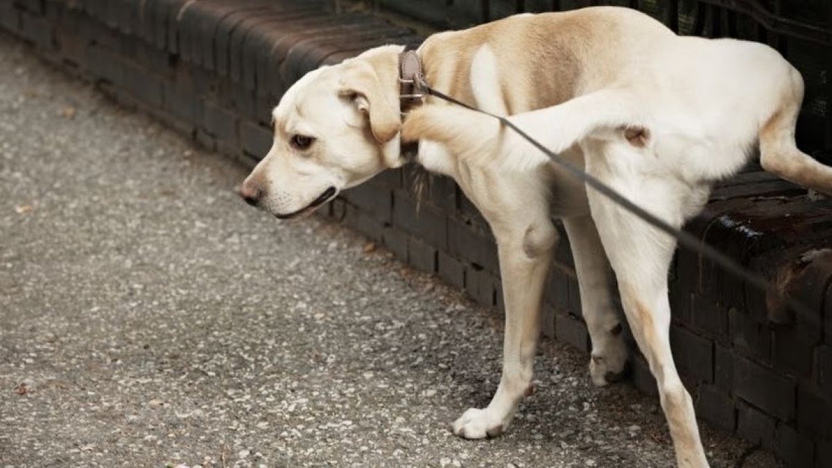 Los perros tendrán también un horario para pasear.