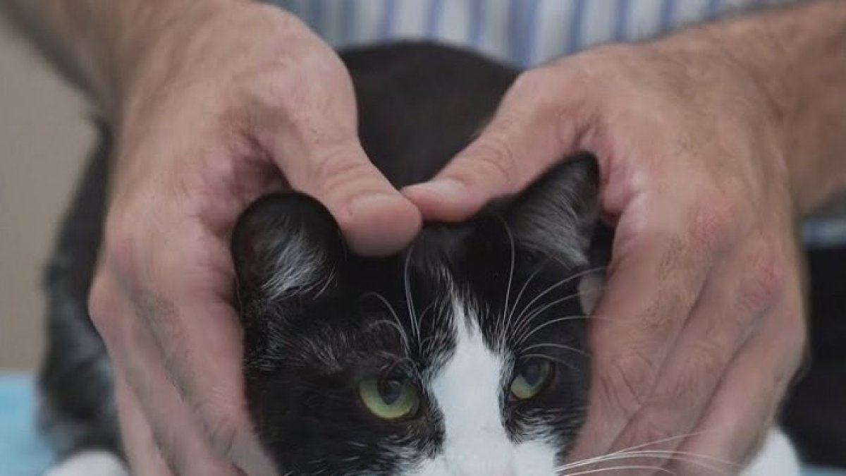 Un gato ha sido contagiado por coronavirus en Bélgica.