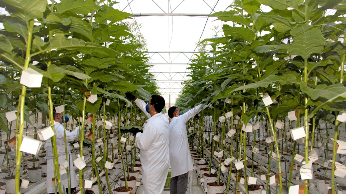 Koppert continua con su actividad.