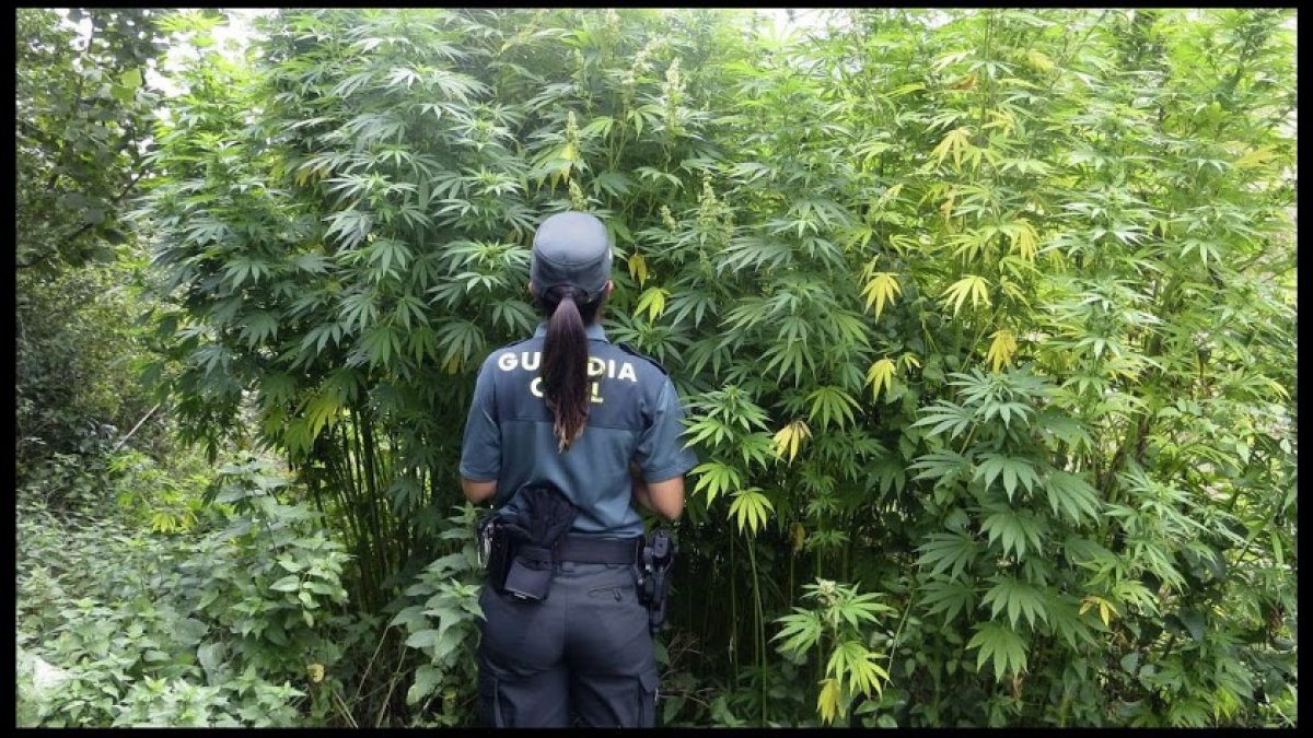 Una agente de la Guardia Civil en una plantación de marihuana.