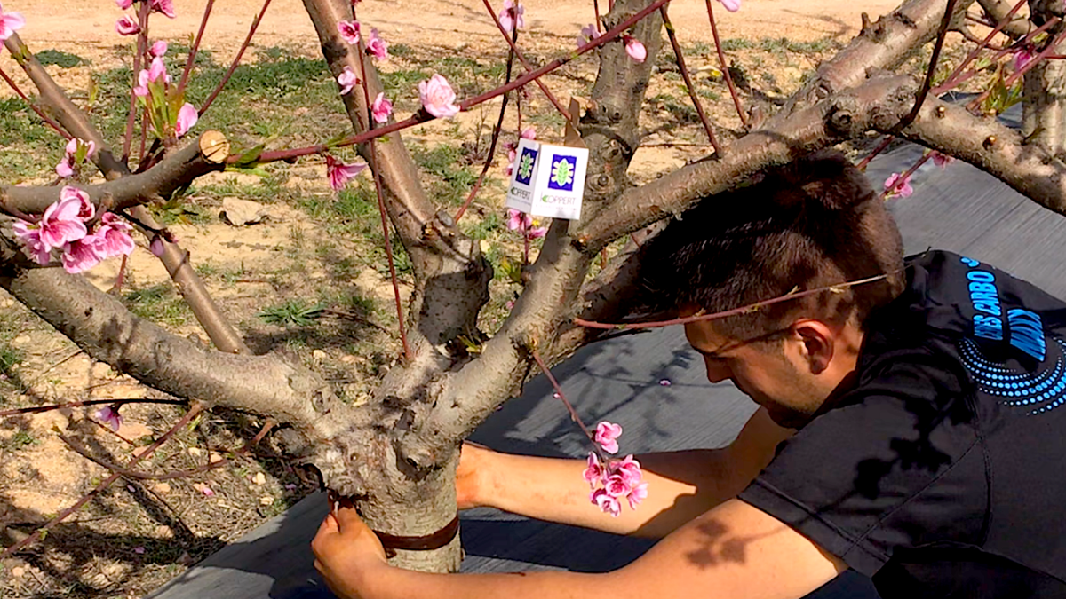 Aplicación de Pegafit alrededor del tronco de un árbol frutal.