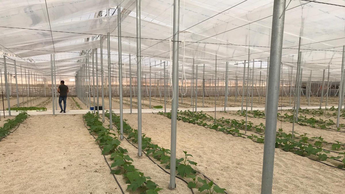 Cultivos de la Escuela Agraria de Vícar.