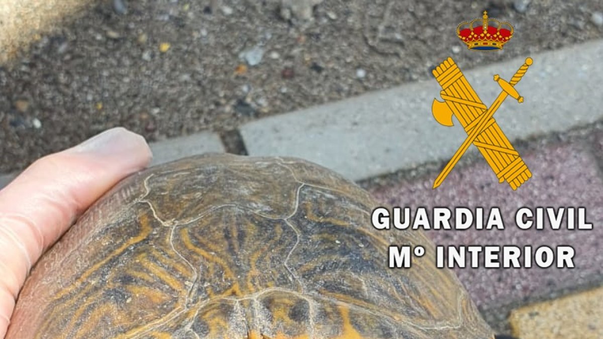 Galápago de Florida encontrado en Balerma.