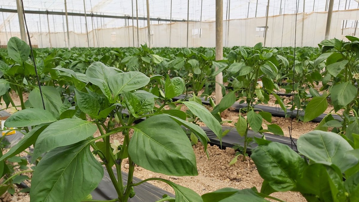 Agricultura intensiva.