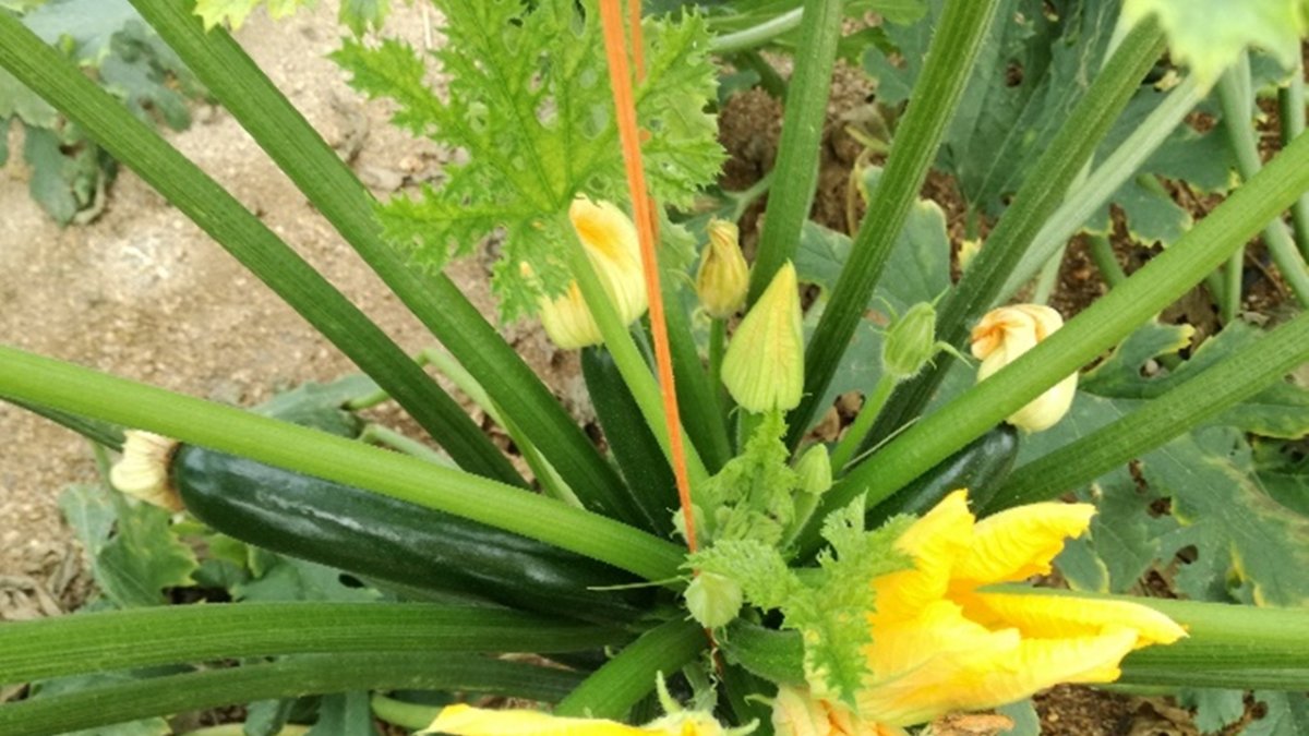 Tratamiento con Nutrivell.