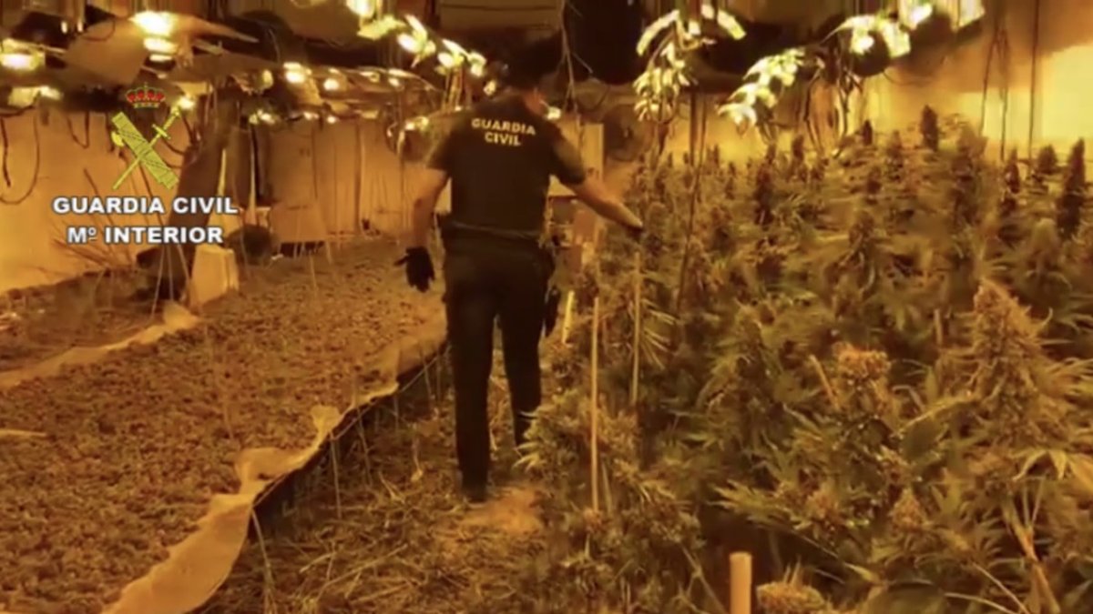 Plantación de marihuana decomisada