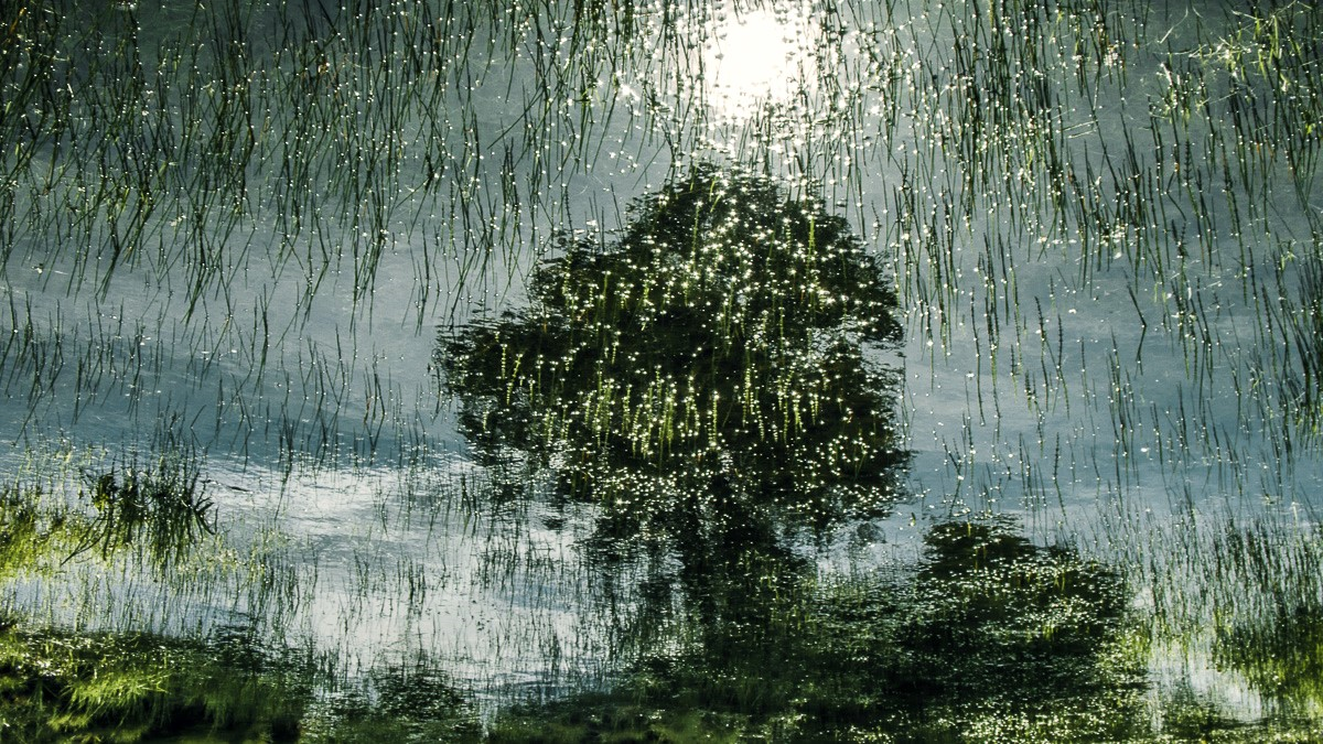 Los árboles y su reflejo en la serie Memoria de una futuro incierto.