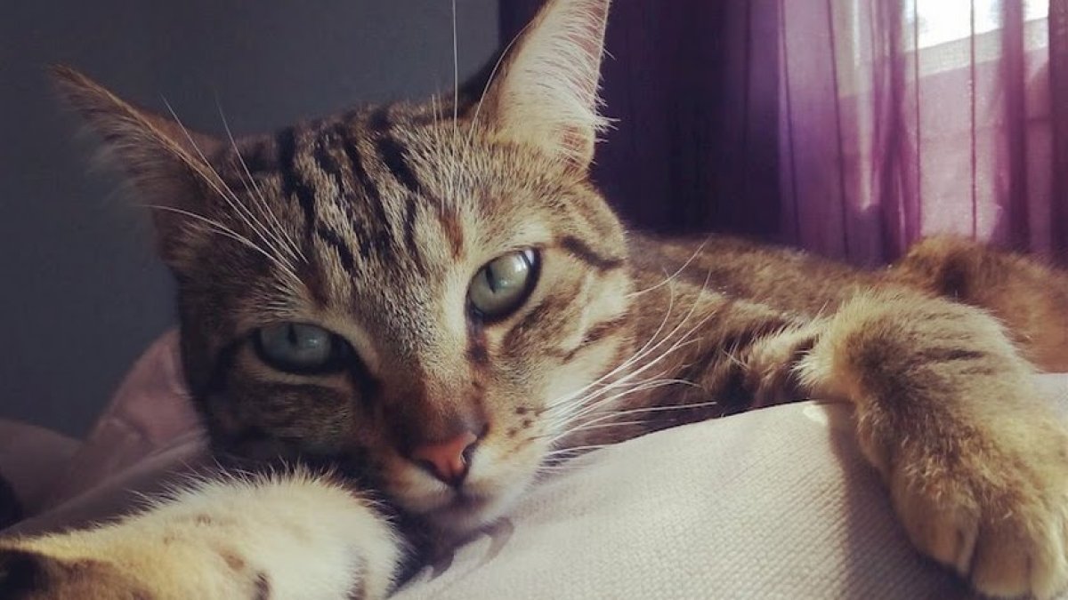 Imagen de archivo de un gato.