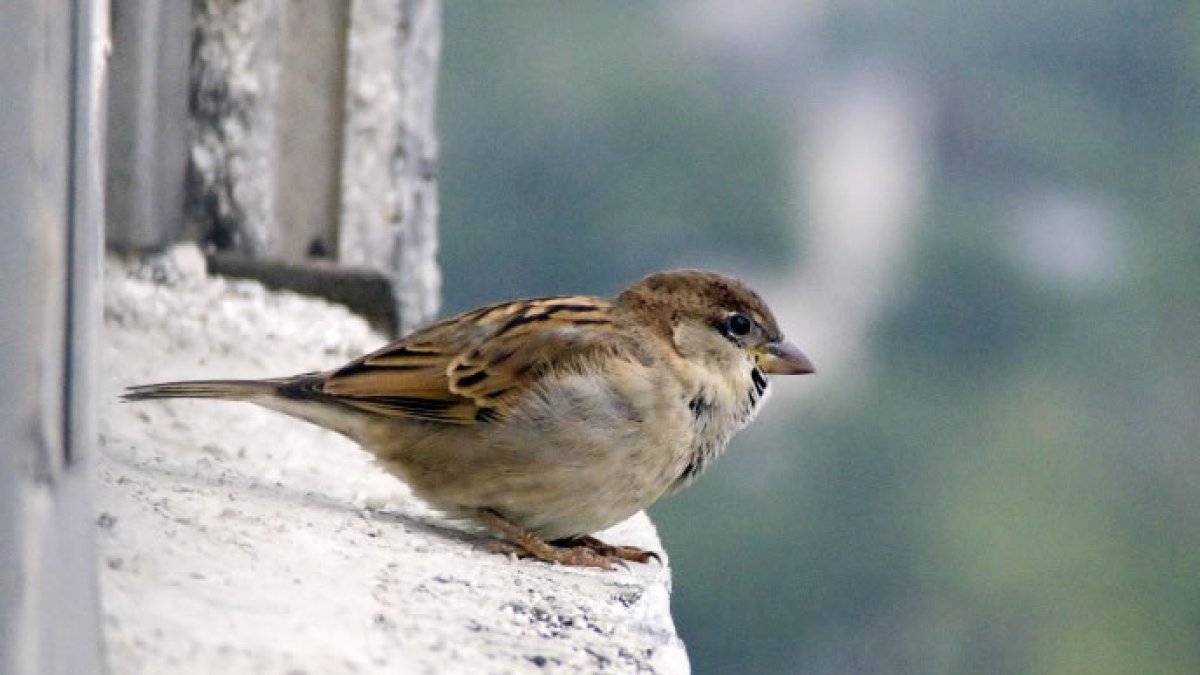 Como un gorrión agarrados a cualquier cosa con tal de salir medio así de la tempestad