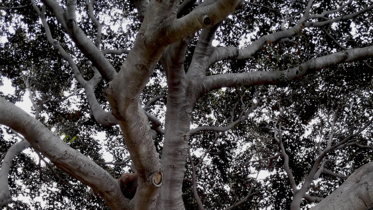 Uno de los árboles que forman parte del paisaje urbano de Almería (Fotos: Paisa).