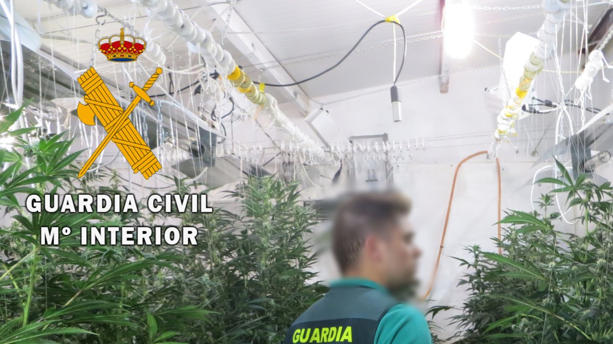 La plantación se encontraba tras una puerta oculta detrás de unas estanterías.