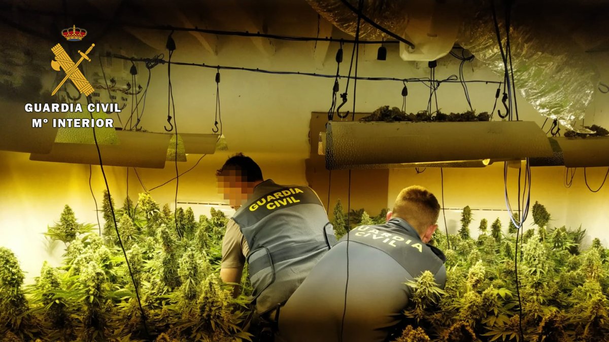 En el interior de la vivienda se encuentran más de 300 plantas de marihuana.
