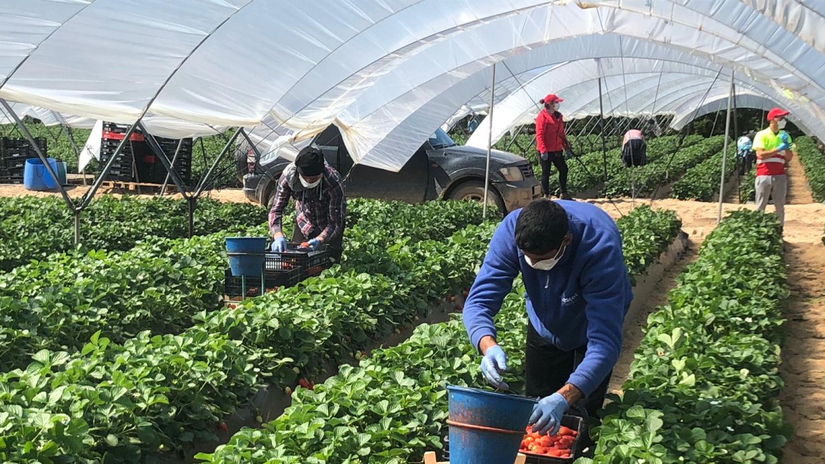 Temporeros recogiendo fresas.