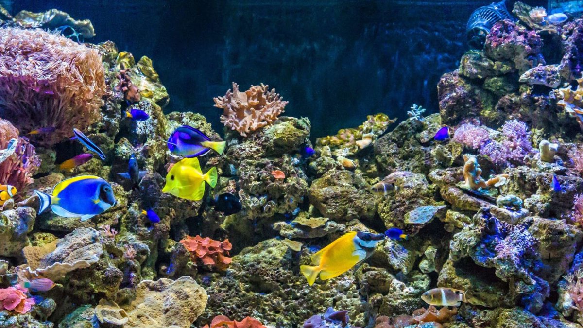 El Aquarium de Roquetas reabre sus puertas mañana.
