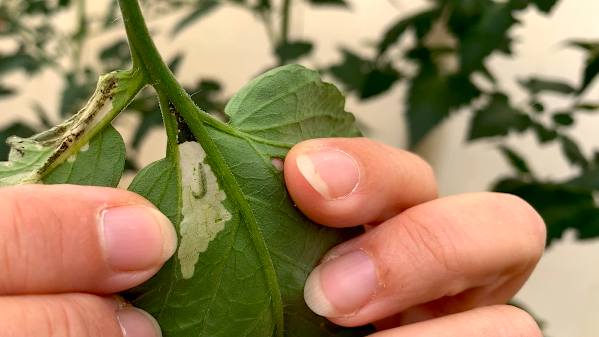 Larva de Tuta absoluta en el interior de una hoja de tomate.