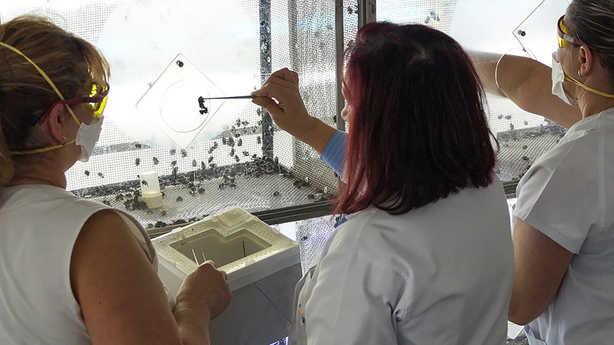 Expertos realizan la fecundación para la producción de colmenas de abejorros.
