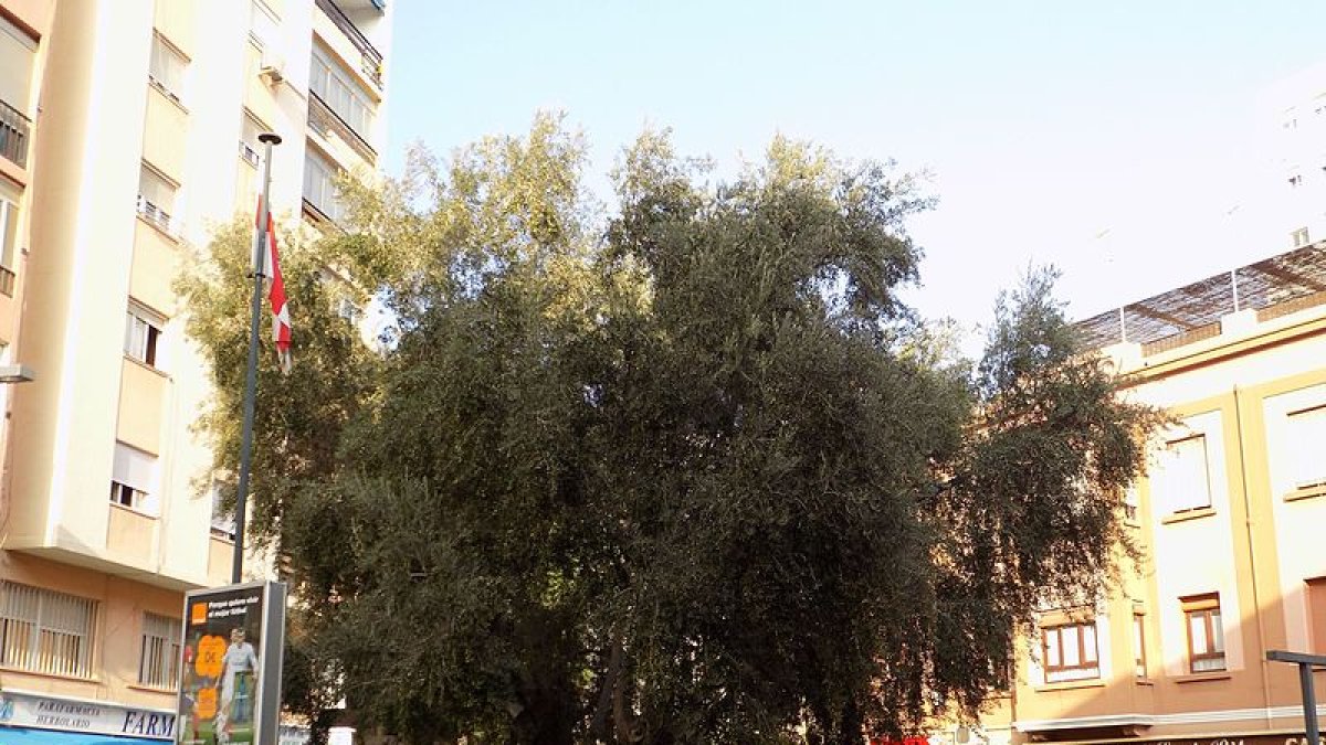 Vigésimo cuarto aniversario del olivo de la plaza de Santa Rita.