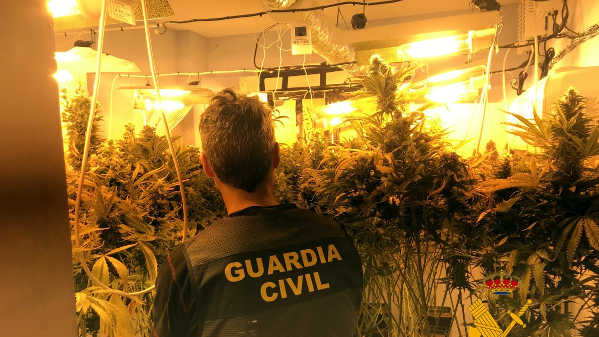En el interior del inmueble se han encontrado cien plantas de marihuana.