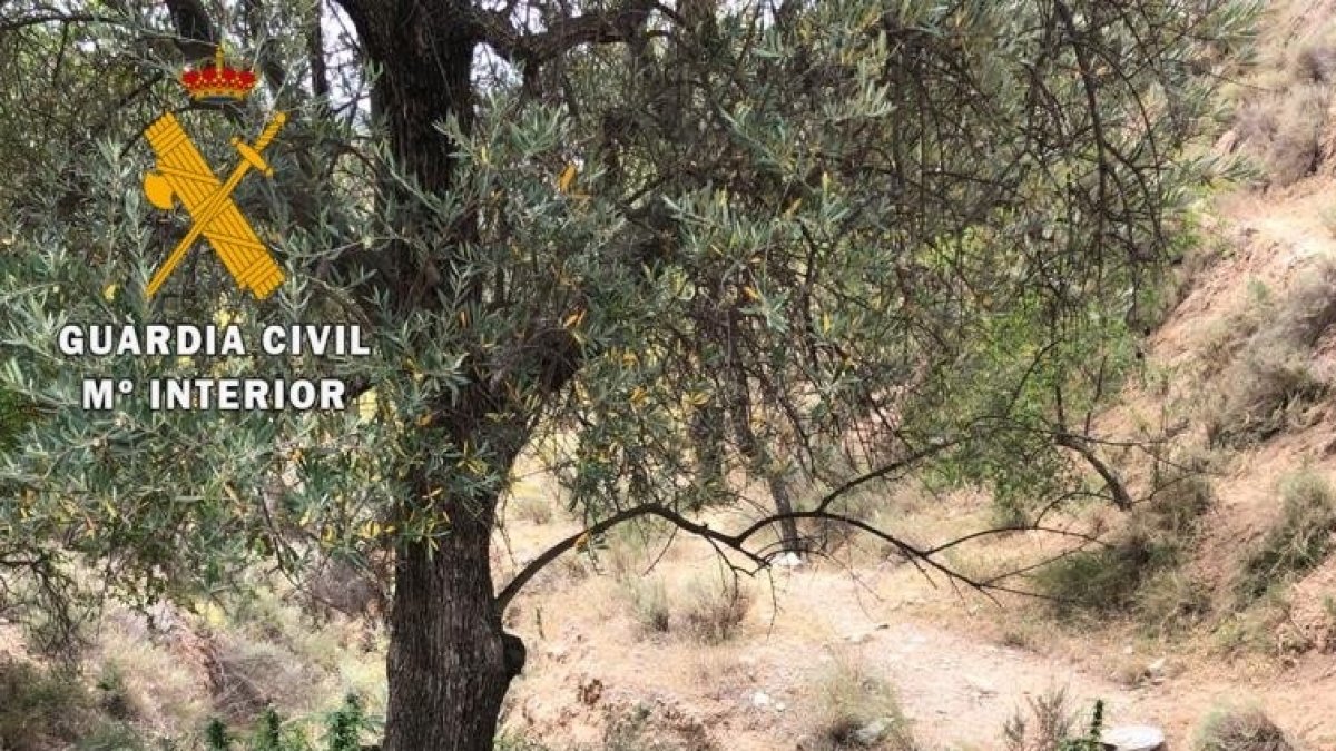 Un vecino de Dalías detenido por encubrir plantaciones de marihuana.
