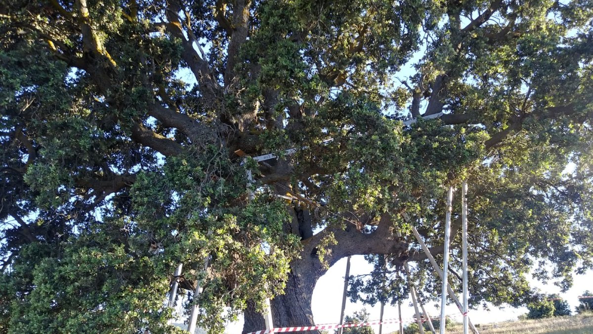 Se han instalado puntales para asegurar la encina de Serón