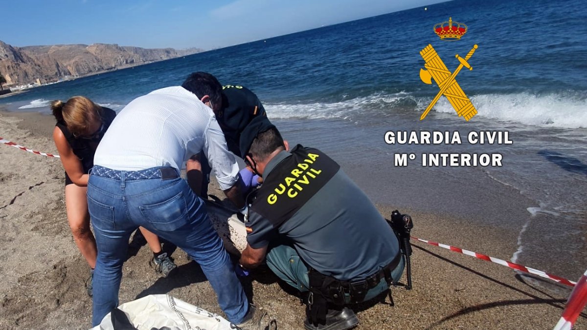 Equinac y la Guardia Civil con el delfín varado en Aguadulce.