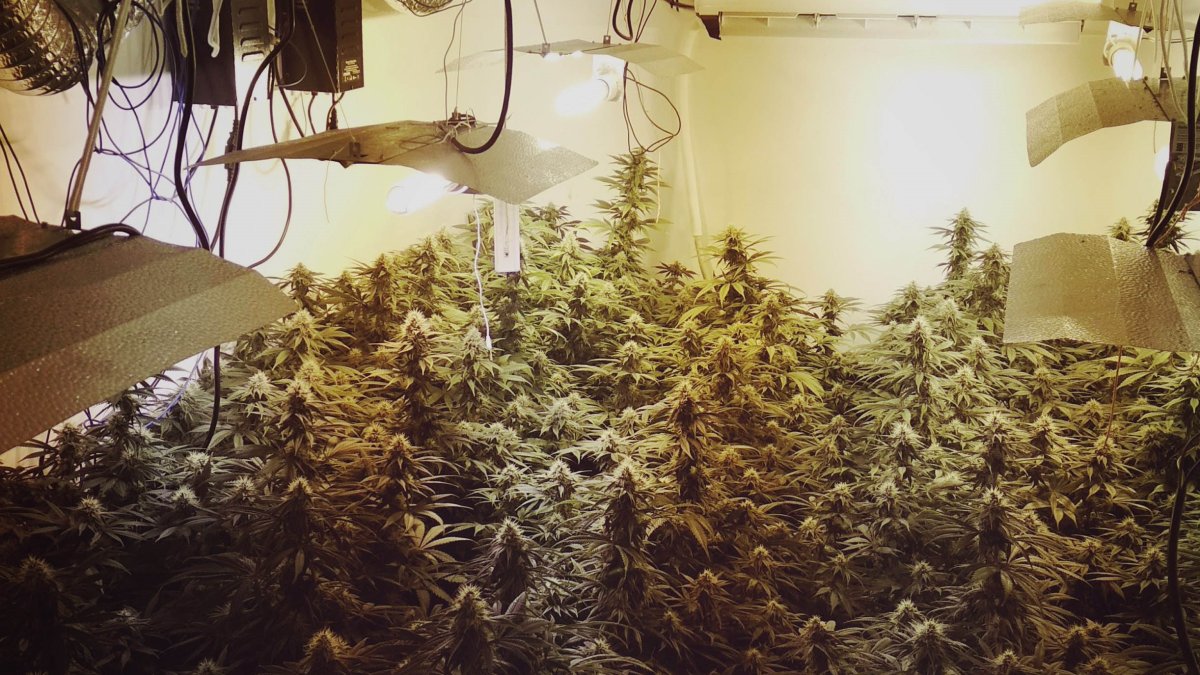 La plantación de marihuana hallada en el interior de la vivienda de la calle Greco.