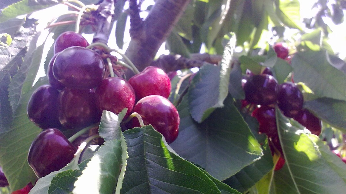 Cerezas de Abrucena, a punto de ser recolectadas en la finca de Los Cayetanos.