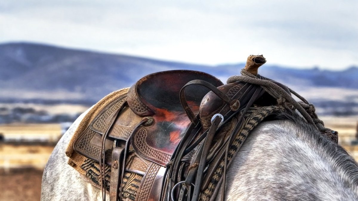 Caballo con su montura.