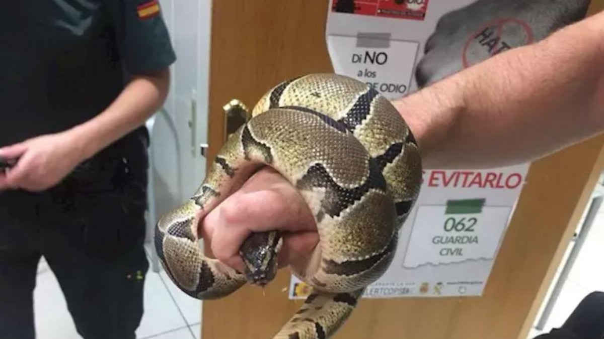Imagen de una de las serpientes.
