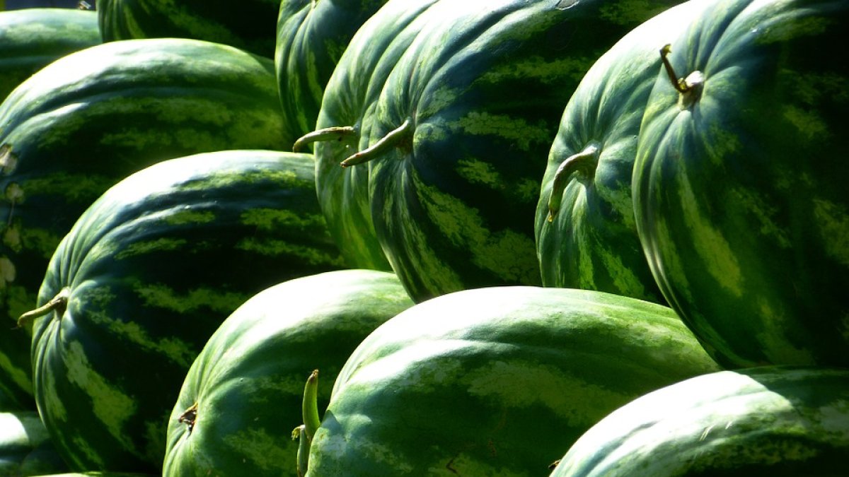 10.630 hectáreas de cultivo de sandía.