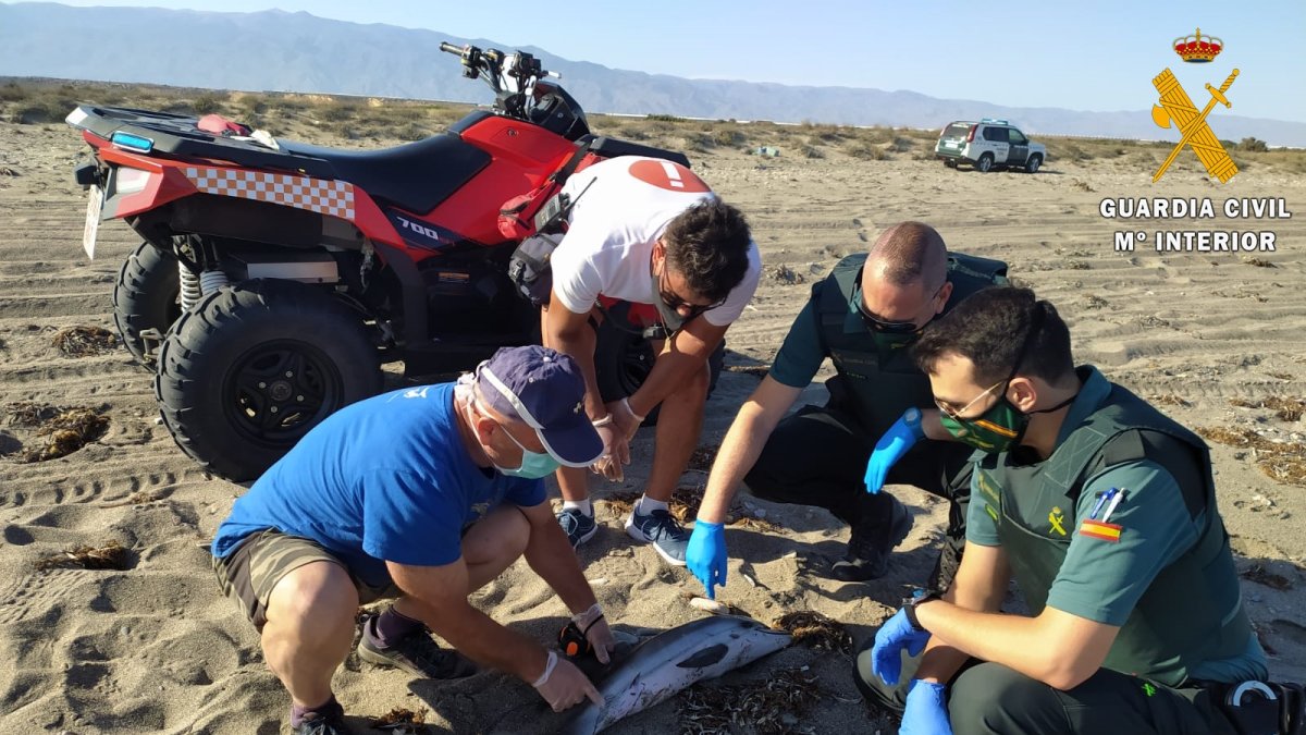 La Guardia Civil rescatando al delfín varado