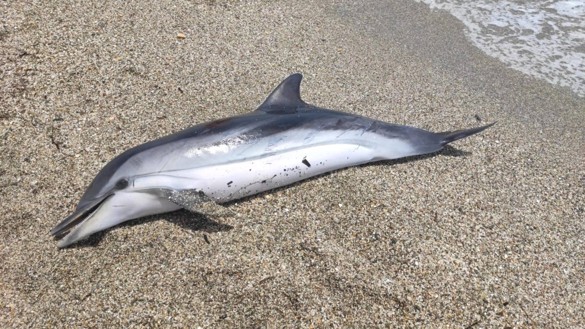 Delfín muerto en las costas de Roquetas de Mar.