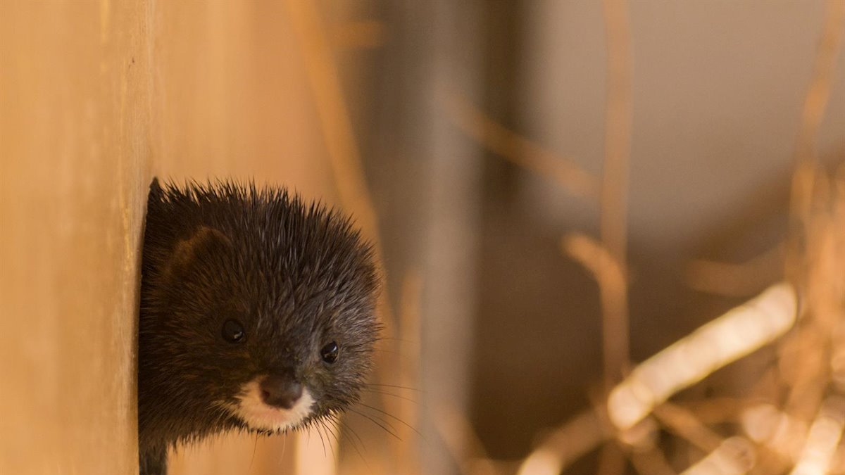 Visón, imagen de archivo.