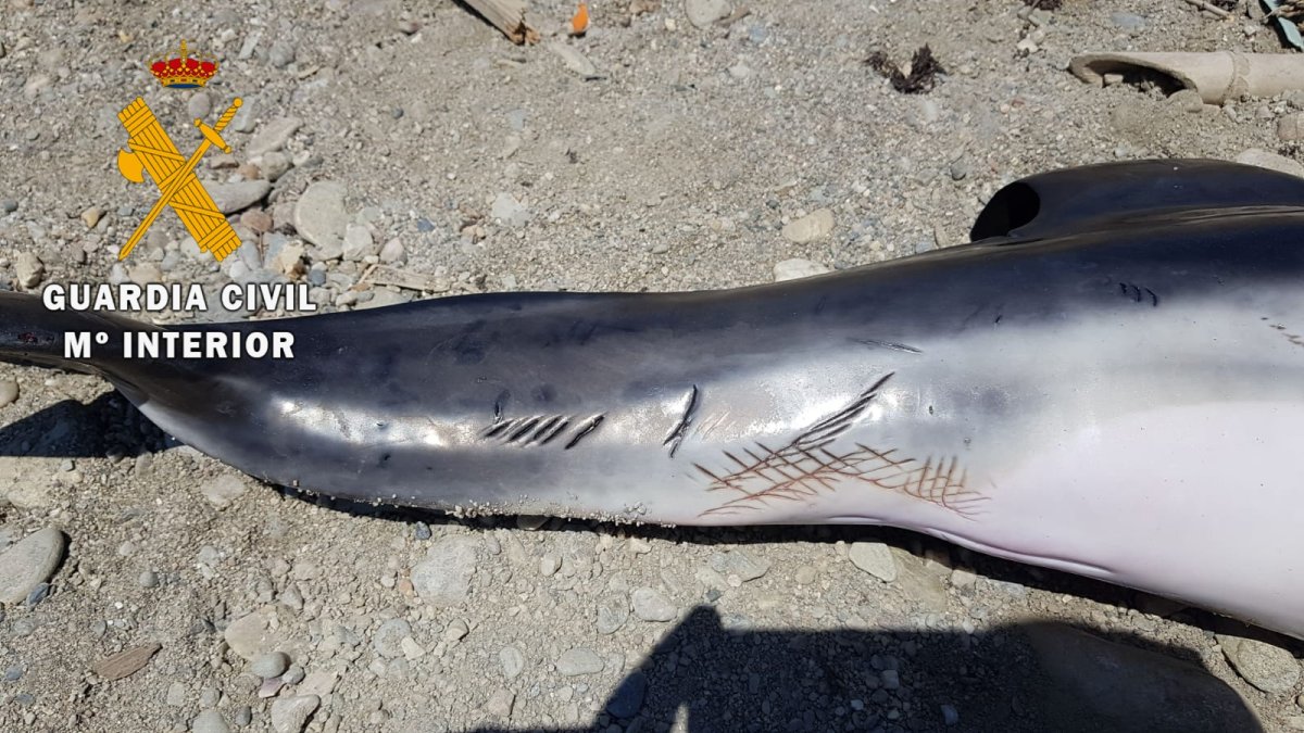 Imagen de uno de los delfines varados.
