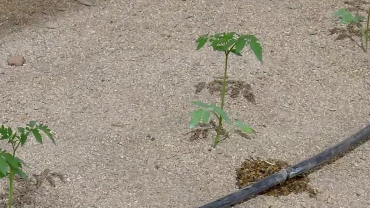 El análisis del suelo permite optimizar aún más el consumo de agua