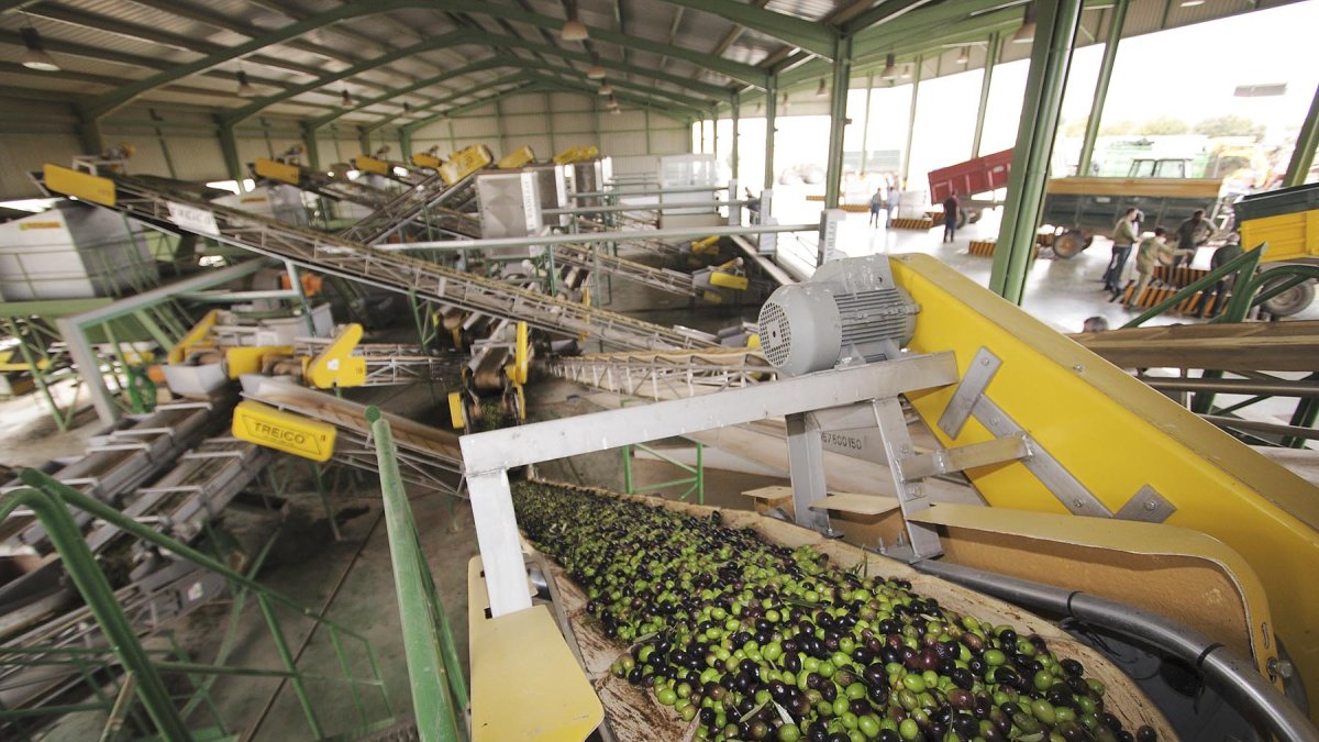 Almazara y procesamiento del aceite.