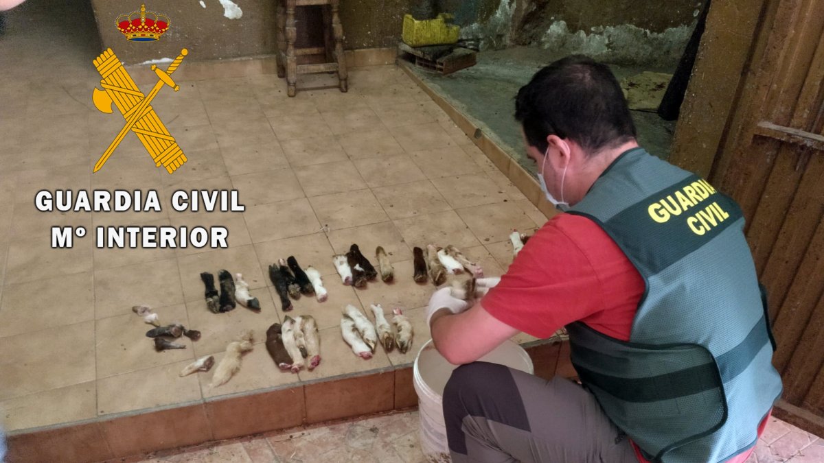 Uno de los agentes de la Guardia Civil localizando restos de animales