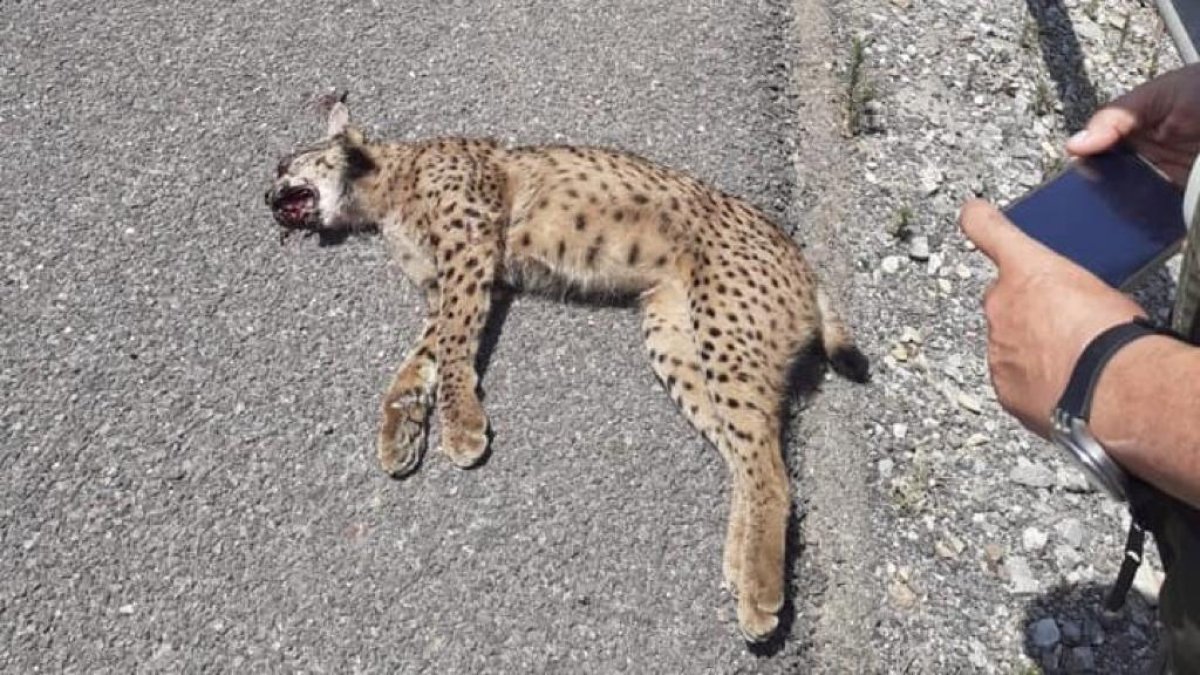 Imagen del lince hallado en la A-7