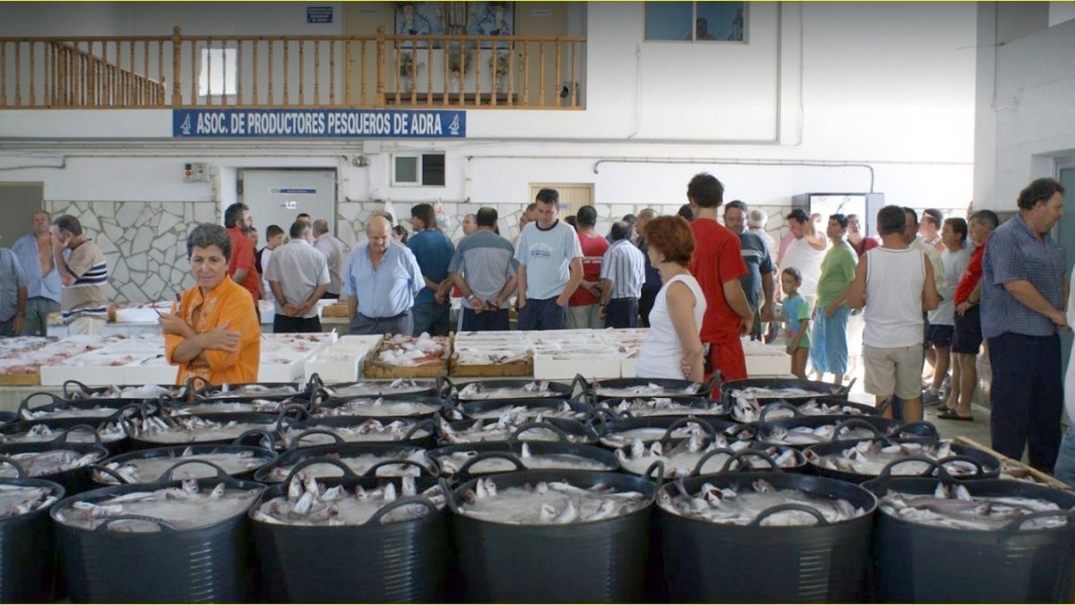 El boquerón abderitano de buen tamaño se está vendiendo para la industria de la anchoa.