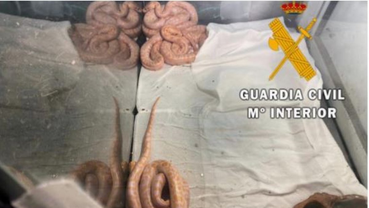 Ejemplares intervenidos por la Guardia Civil.