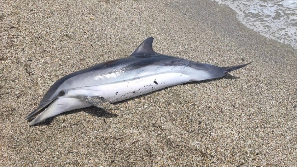 Ejemplar de delfín que apareción varado en Roquetas el pasado 8 de julio.