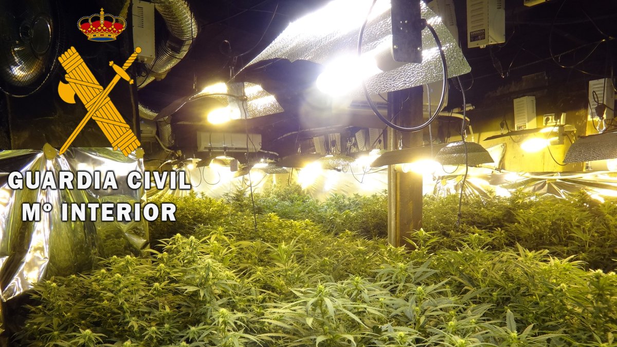 Plantación incautada en Gérgal