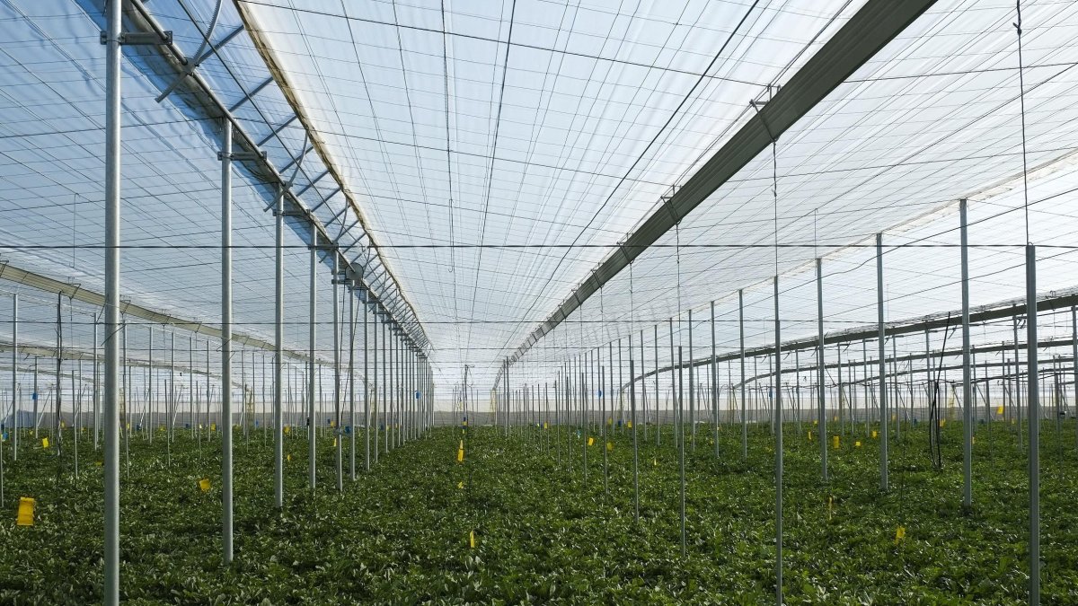 Interior de un invernadero en Almería.