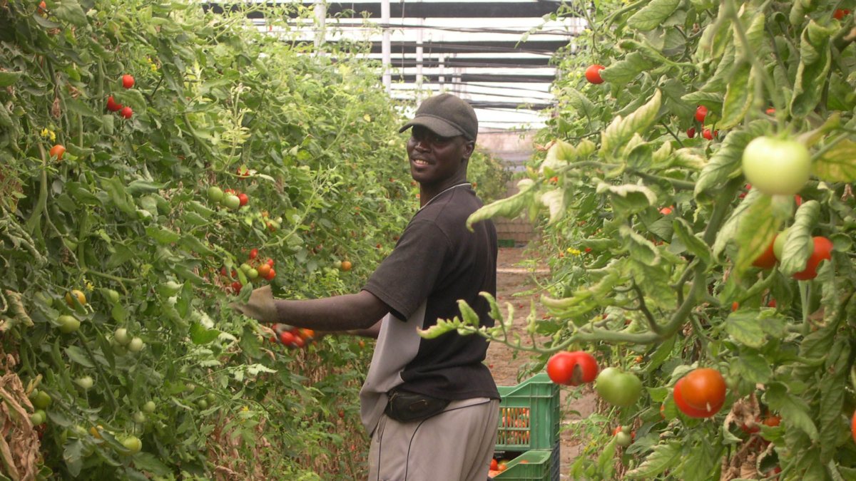 El tomate almeriense pierde peso en el portfolio de cultivos del Poniente.