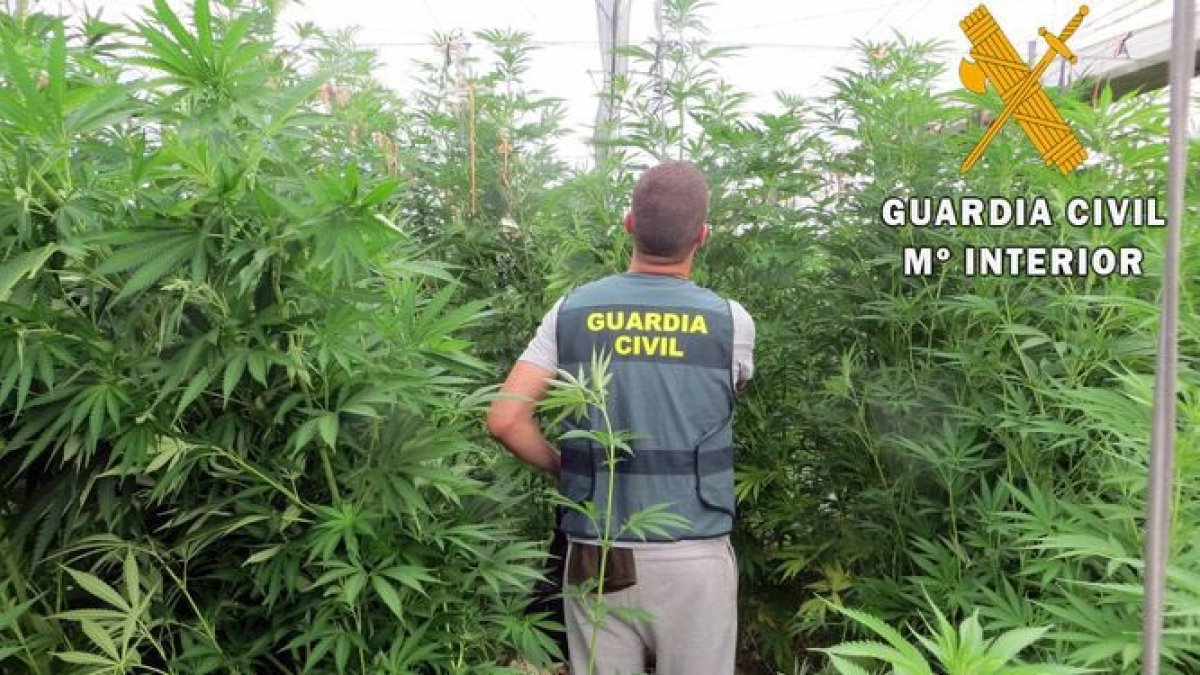 La Guardia Civil ha localizado 3.000 plantas de marihuana.